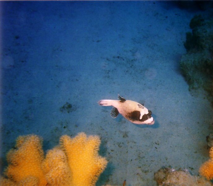 Photograph